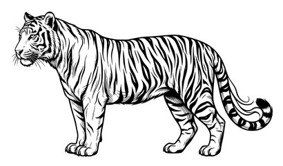 Obraz premium Black and White Tiger Profile Line Art Vector Design