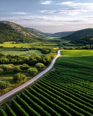 Fototapeta premium Rolling vineyards fruit orchard green field rural road mountain summer landscape agriculture scenic countryside