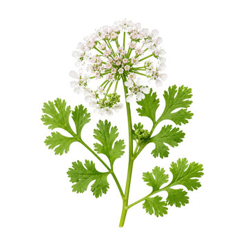 Coriander plant with flowers and leaves isolated on transparent background