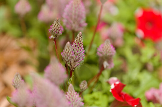Macro Photo of Vibrant Pink Mulla Mulla, Ptilotus exaltatus