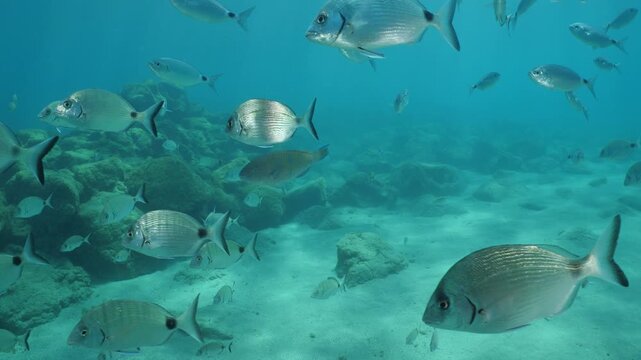 underwater fish scenery from mediterranean  sea breams ocean scenery underwater landscape seabreams  Diplodus sargus