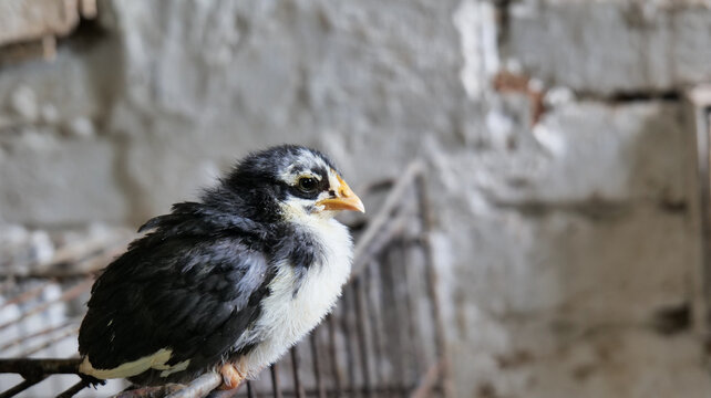 Black and white chick sitting on metal grate near rustic village stove