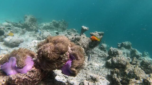 Tomato clownfish and Maldive anemonefish, an anemonefishes found in the northern Indian Ocean, Maldives, they sway due to a strong wave motion.
