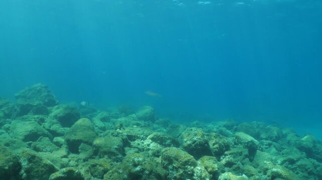 squid  underwater  calamari drifting and swimming underwater close and slow ocean scenery animal cephalopod : Decapodiformes loligo vulgaris