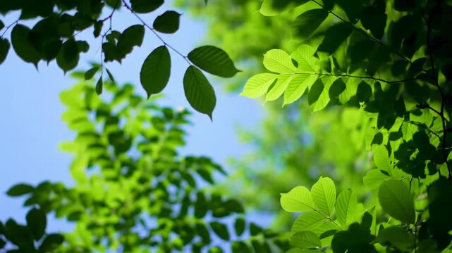 Looking up into a dense canopy of emerald green tree leaves gently swaying against a deep cerulean sky. Soft sunlight creates dappled patterns on dewy foliage. Tranquil nature meditation