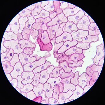 Illustrative image of humans epithelial cells viewed through a microscope 