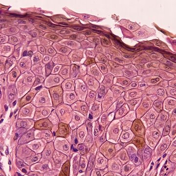 Illustrative image of humans epithelial cells viewed through a microscope 