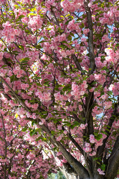 Lush pink sakura tree branches in full bloom during spring season