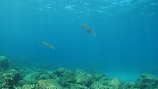 squid  underwater  calamari drifting and swimming underwater close and slow ocean scenery animal cephalopod : Decapodiformes sepioteuthis lessoniana