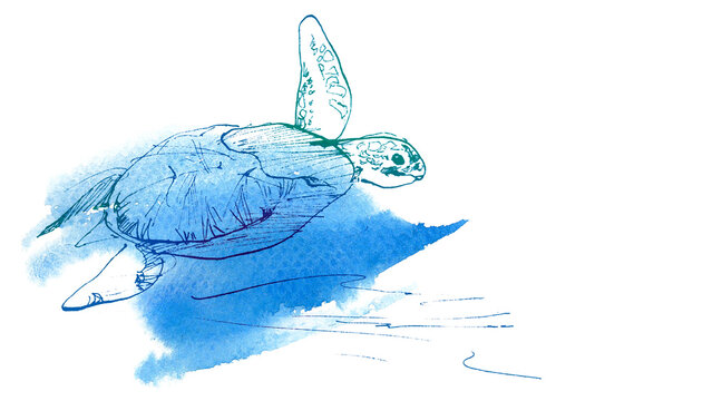 美しい海を泳ぐウミガメの手描き水彩イラスト
Hand-drawn watercolor illustration of a sea turtle swimming in the blue ocean