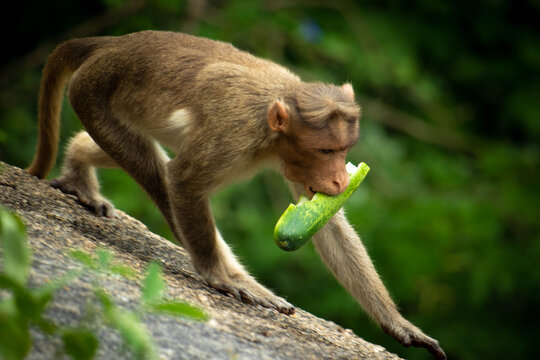 Curious Monkey in Natural Habitat