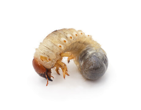 May beetle larva on background.