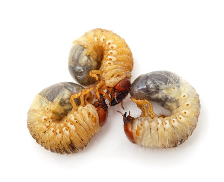 Three may beetle larvae on background.