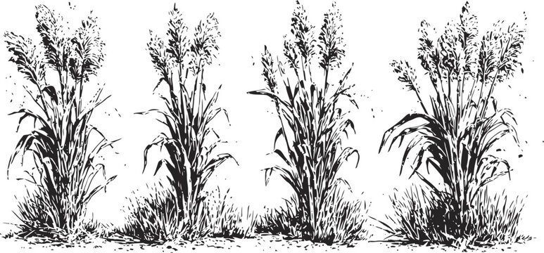 Set of detailed hand drawn sorghum plants with grain heads and leaves isolated on white background