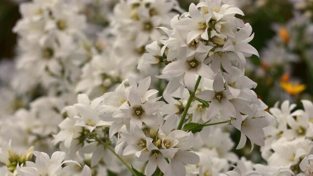 White bellflower blossoms blooming in a summer garden field