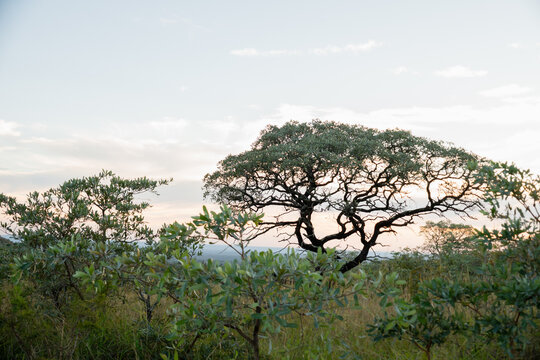 Savane du Parc Kruger en Afrique du Sud