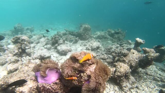 Tomato clownfish and Maldive anemonefish, an anemonefishes found in the northern Indian Ocean, Maldives, they sway due to a strong wave motion.