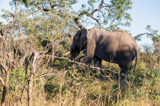 El&eacute;phant en Afrique du Sud