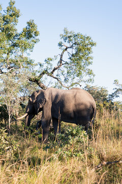 El&eacute;phant en Afrique du Sud