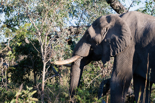 El&eacute;phant en Afrique du Sud