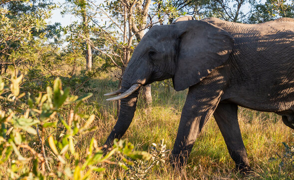 El&eacute;phant en Afrique du Sud