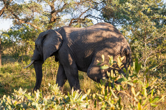 El&eacute;phant en Afrique du Sud