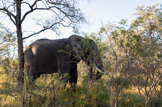 El&eacute;phant en Afrique du Sud