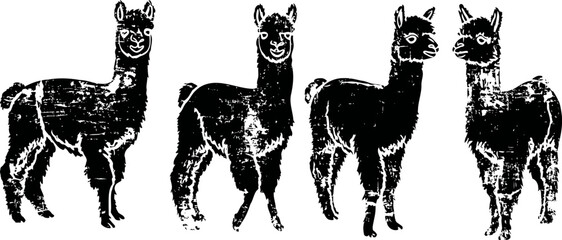 Fototapeta premium Four alpacas standing in pairs facing different directions farm animals, wool producers, outdoor nature scene