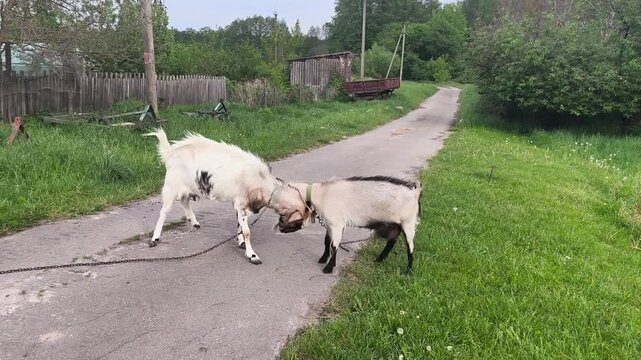 Two hornless goats playfully butting heads on a country road, domestic farm animals fighting outdoors in countryside.