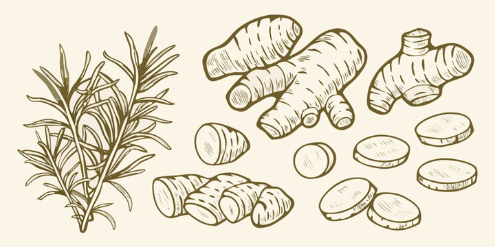 Ginger root and rosemary sprig hand drawn botanical illustration