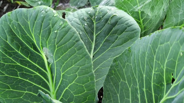 Close-up view of vibrant green cabbage leaves showcasing intricate vein patterns and water droplets resting on the surface.
