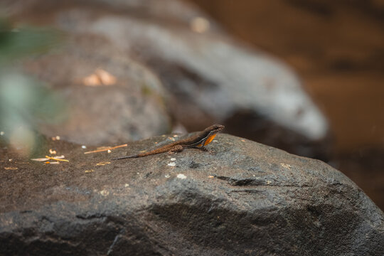 Lizard displaying orange dewlap on a rock