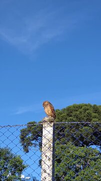 coruja majestosa observando em cerca 