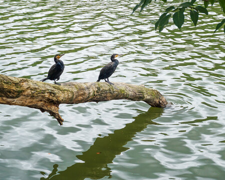 Two Great Cormorants Perched on a Log Over Calm Water