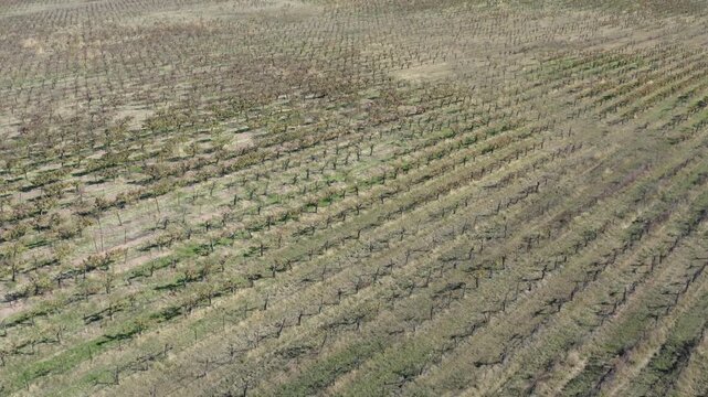 Vineyards in Autumn Paso Robles California Drone Aerial View