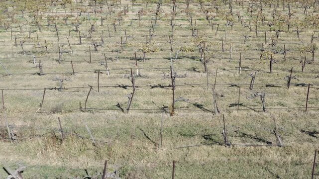 Vineyards in Autumn Paso Robles California Drone Aerial View