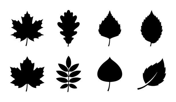 Set of 8 Black Silhouette Autumn Leaf Icons, Vector Graphics for Nature and Fall Design Elements, Botanical Vector Art