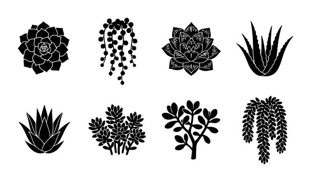 Succulent Plant Silhouettes, Botanical Vector Icons, Echeveria and String of Pearls, Black and White Garden Elements