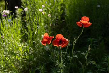 Obraz premium Red Poppies Backlit on Dark Background