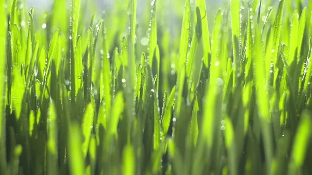 Close-up of vibrant green grass blades. Water droplets glisten on fresh foliage. Sunlight filters through, creating soft bokeh. Natural, tranquil outdoor scene with dew