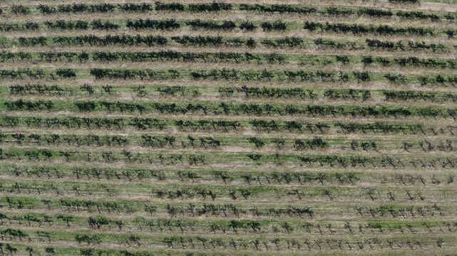 Vineyards in Autumn Paso Robles California Drone Aerial View