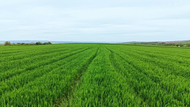 A green wheat field covers the land with rows of crops extending to the horizon. The sky is bright with clouds during the daytime in a rural location.