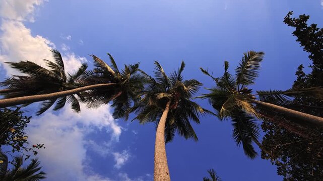 Tall palm trees viewed from below against deep blue tropical sky