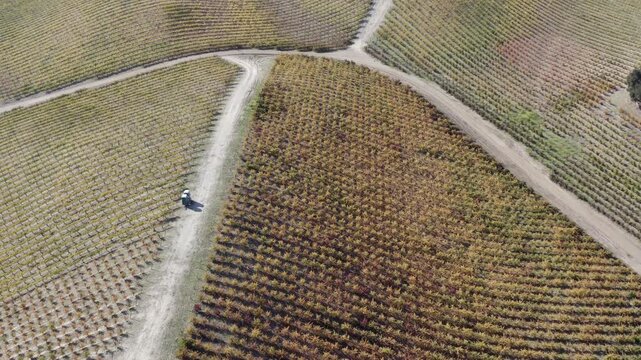 Vineyards in Autumn Paso Robles California Drone Aerial View