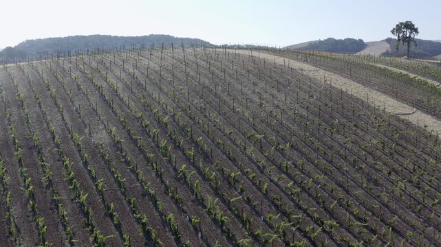 Vineyards in Autumn Paso Robles California Drone Aerial View