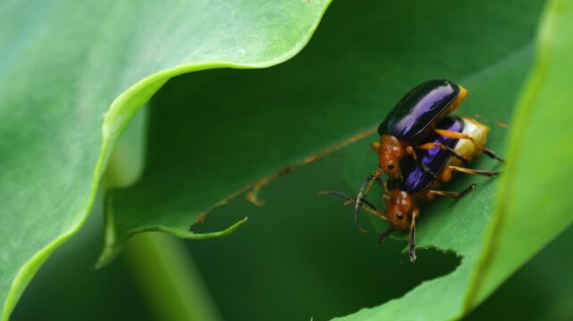 Two Orange and Blue Leaf Beetles Mating on Green Leaf in Natural Outdoor Environment