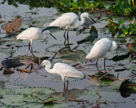 White Egrets Foraging Among Lily Pads in a Tranquil Pond