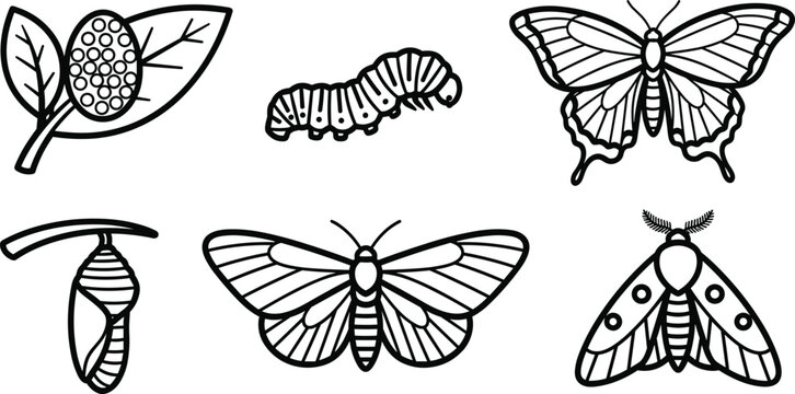 Butterfly and Moth Life Cycle Line Art Illustration Set Featuring Insect Eggs on Leaves, Caterpillar Larva, Chrysalis Pupa, and Full Metamorphosis Winged Insects