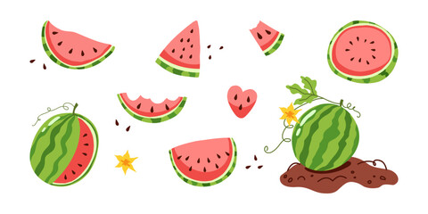 Watermelon slices red fruit summer food set. Sweet berry whole watermelons cut slice seed leaf flower healthy dessert agriculture harvest elements graphic vector illustration isolated © oksanagrytsyuk