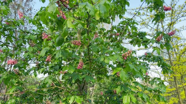 A grand horse chestnut tree spreads its branches wide, showing off delicate pink flower clusters. Nestled in a bright forest, this refreshing view brings a deeply peaceful, hopeful, and joyful feeling